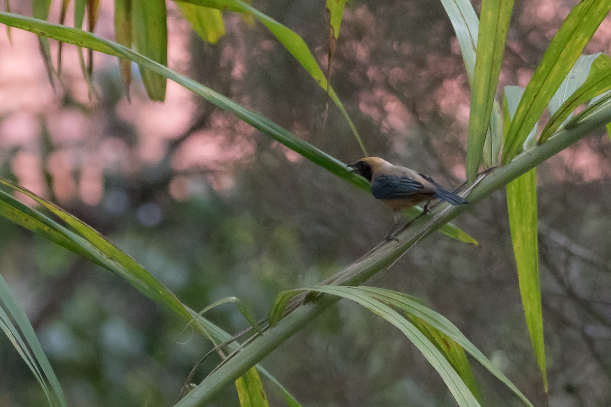 Burnished-buff Tanager - ML71681081