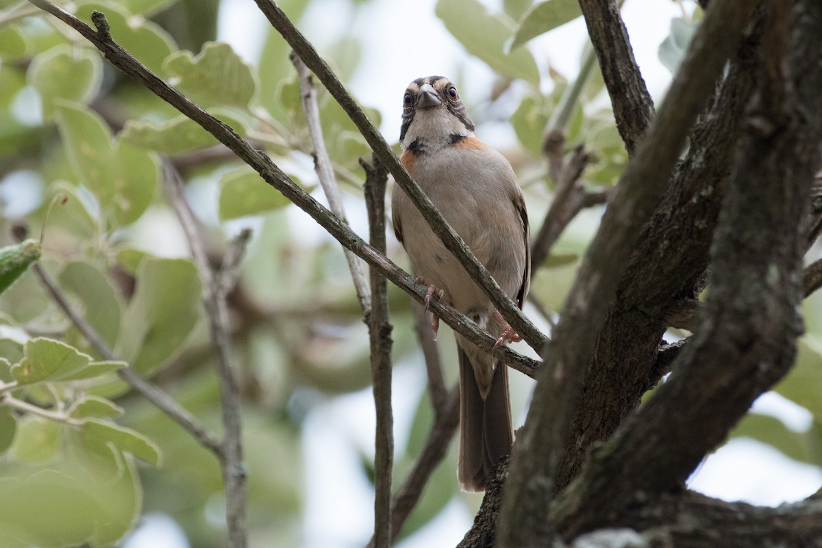 Rufous-collared Sparrow - ML71681251