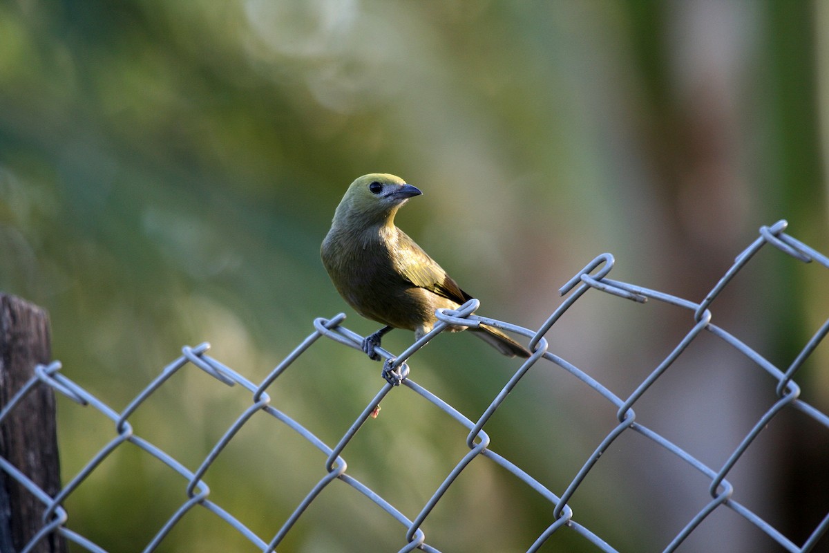 Palm Tanager - ML716819