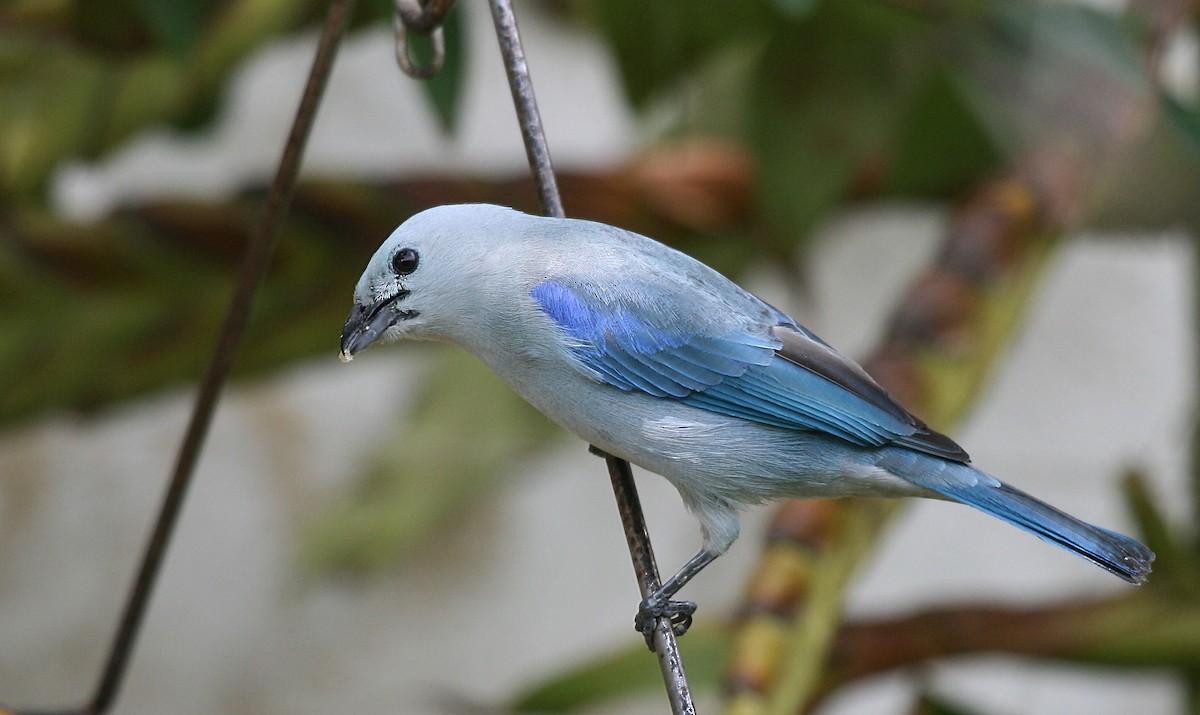 Blue-gray Tanager (Blue-gray) - Eduardo Soler
