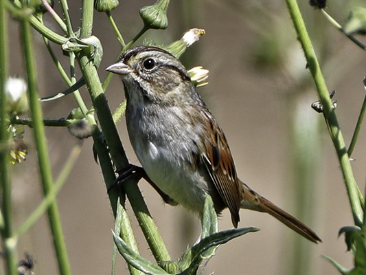 Swamp Sparrow - Bill Hill
