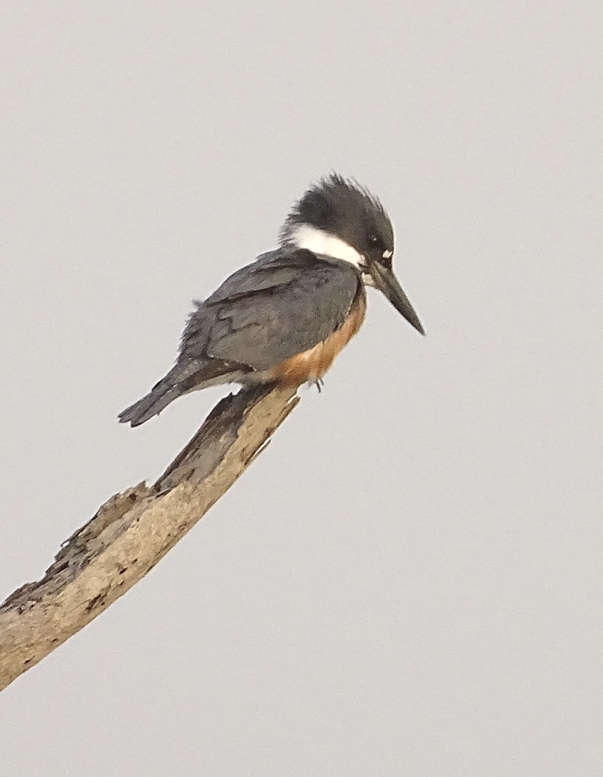 Belted Kingfisher - ML71682411