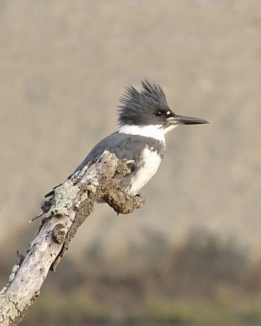 Belted Kingfisher - ML71682431