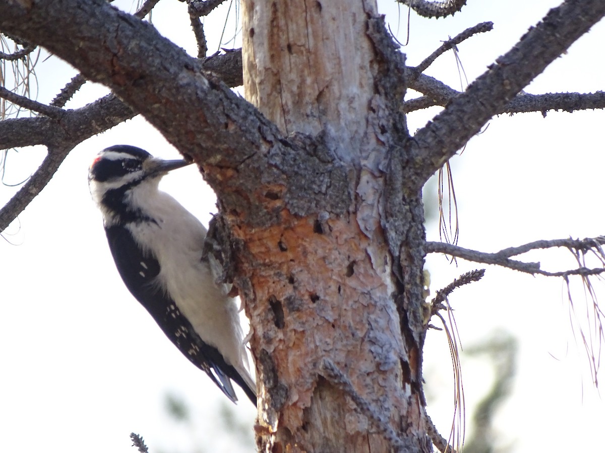 Hairy Woodpecker - ML71683521