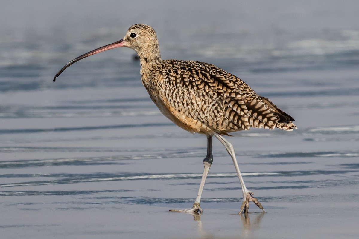 Long-billed Curlew - ML71684341