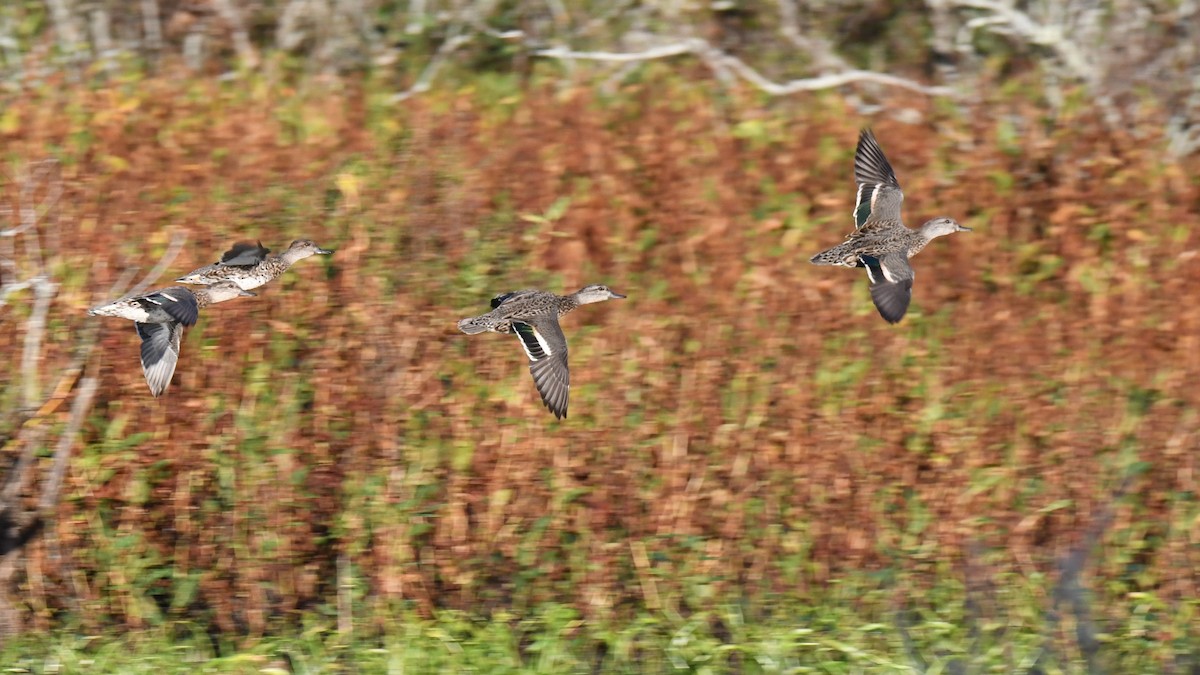 Green-winged Teal - ML71686971