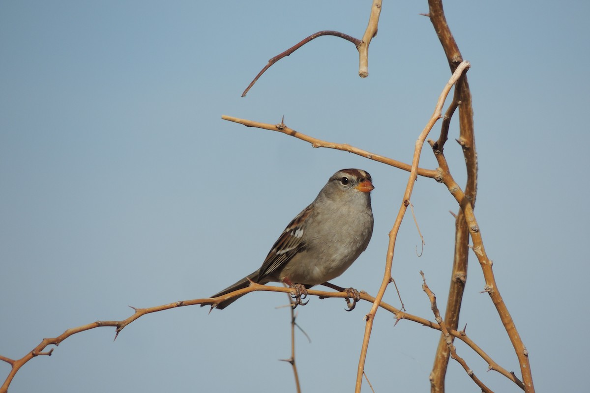 White-crowned Sparrow - Scott Housten