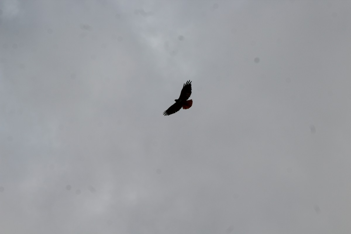 Red-tailed Hawk - Roger Medina
