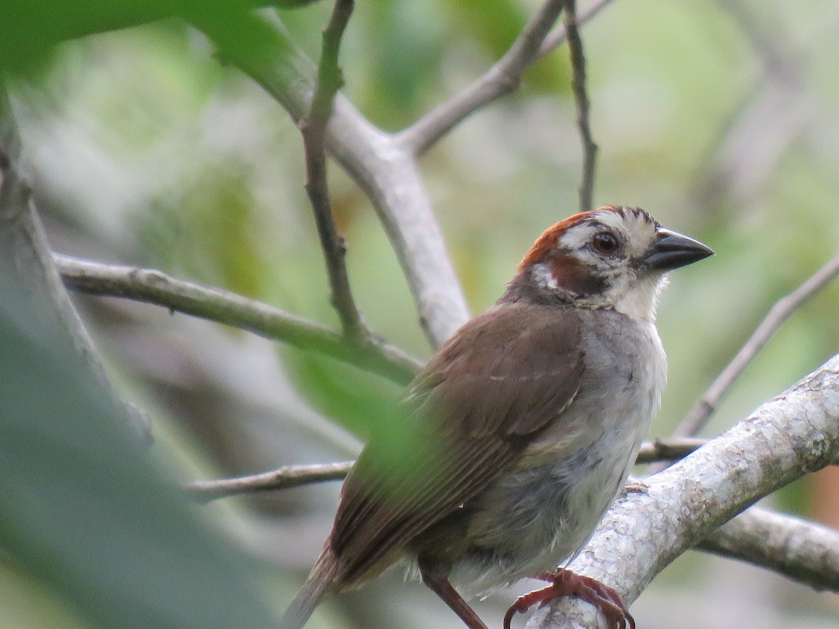 White-faced Ground-Sparrow - ML71689111