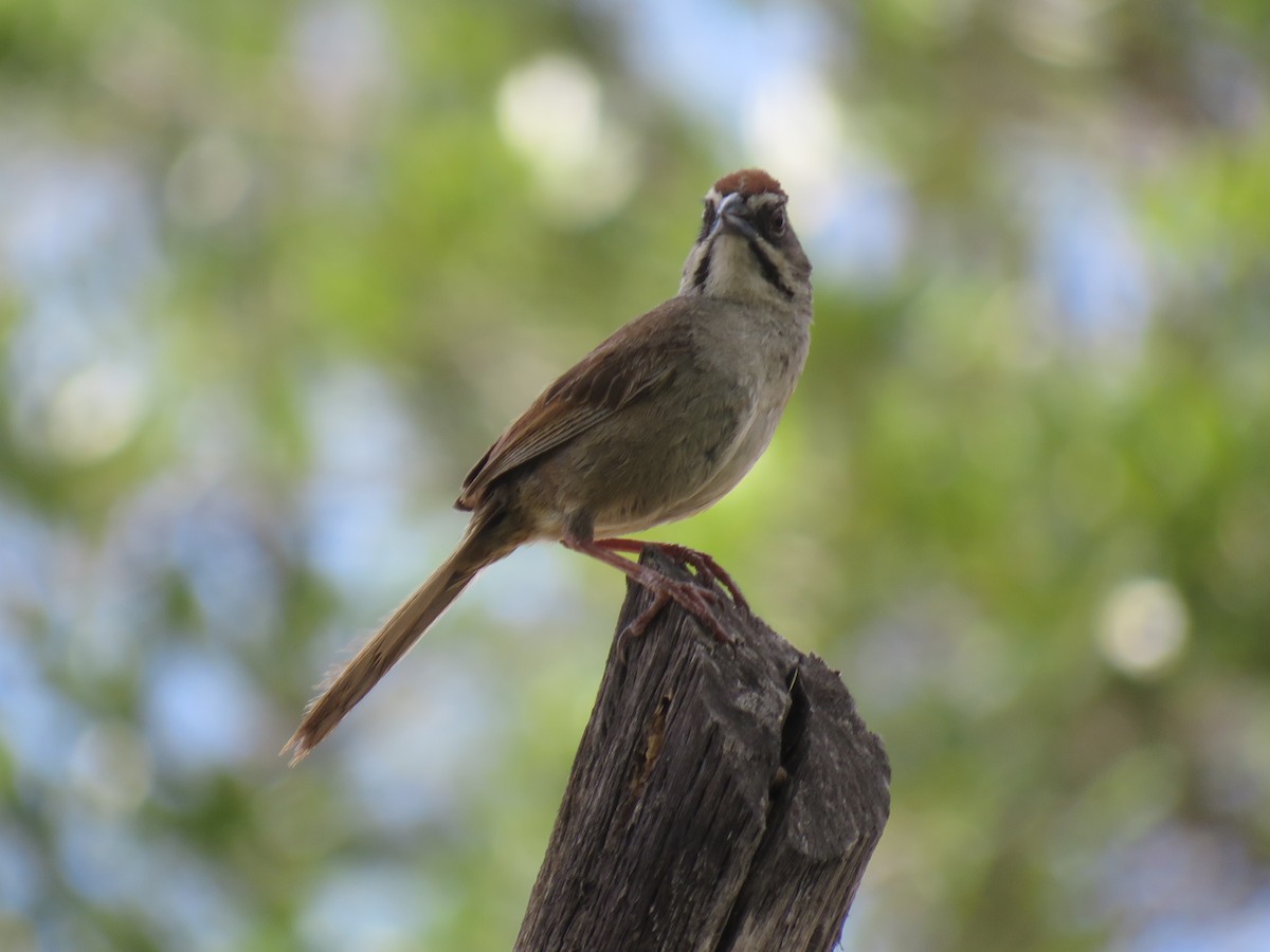 Rusty Sparrow - Roger Medina