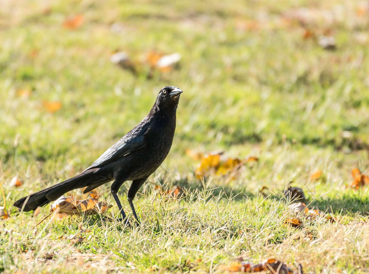 Great-tailed Grackle - ML71689611