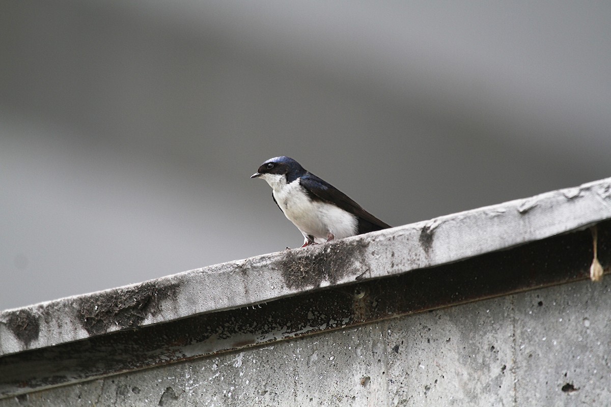 Blue-and-white Swallow (cyanoleuca) - Eduardo Soler