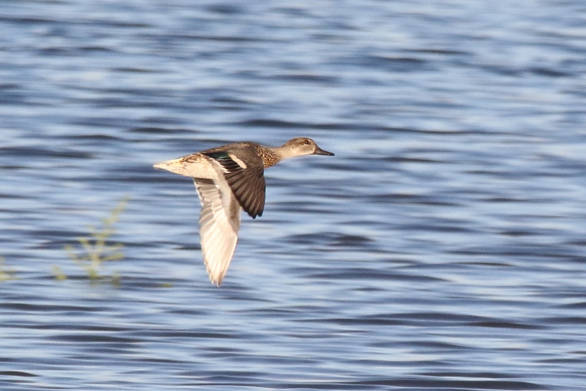 Green-winged Teal - ML71690641