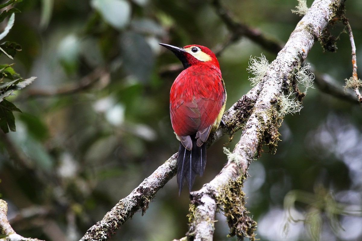 Crimson-mantled Woodpecker (Crimson-mantled) - Eduardo Soler