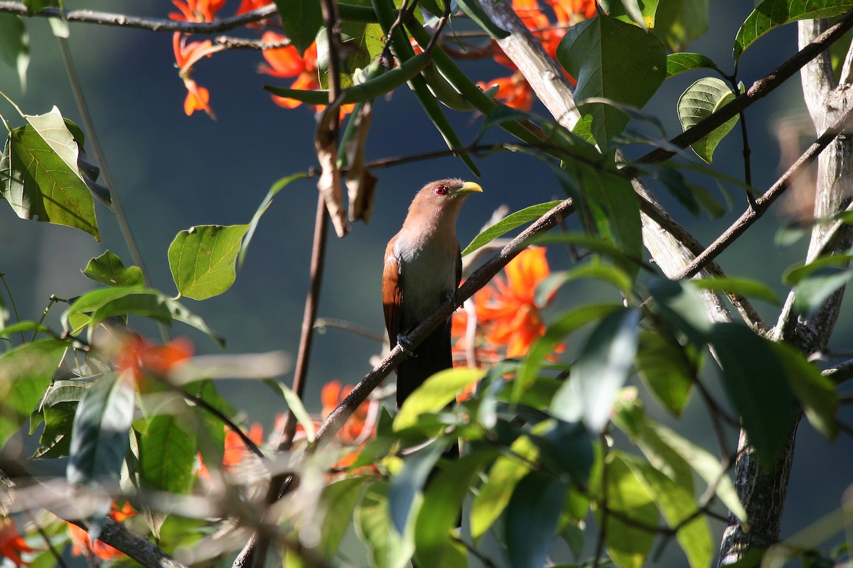 Squirrel Cuckoo (Amazonian) - ML716908