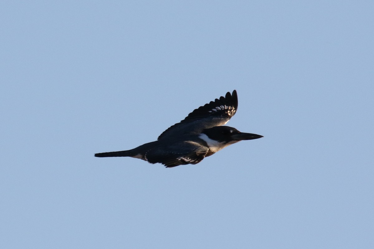 Belted Kingfisher - ML71691161