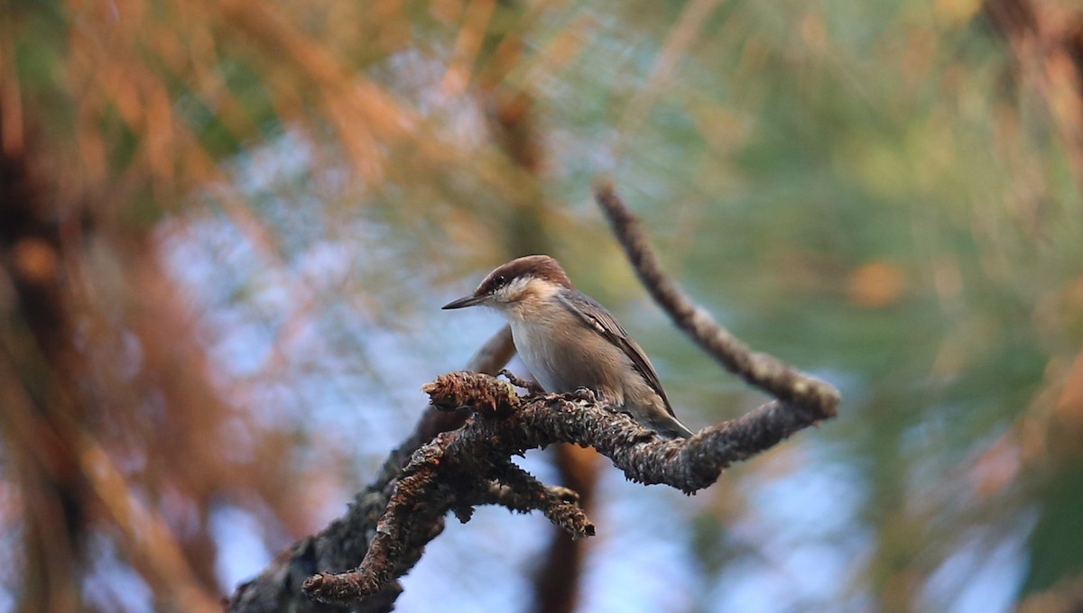 Brown-headed Nuthatch - ML71691531