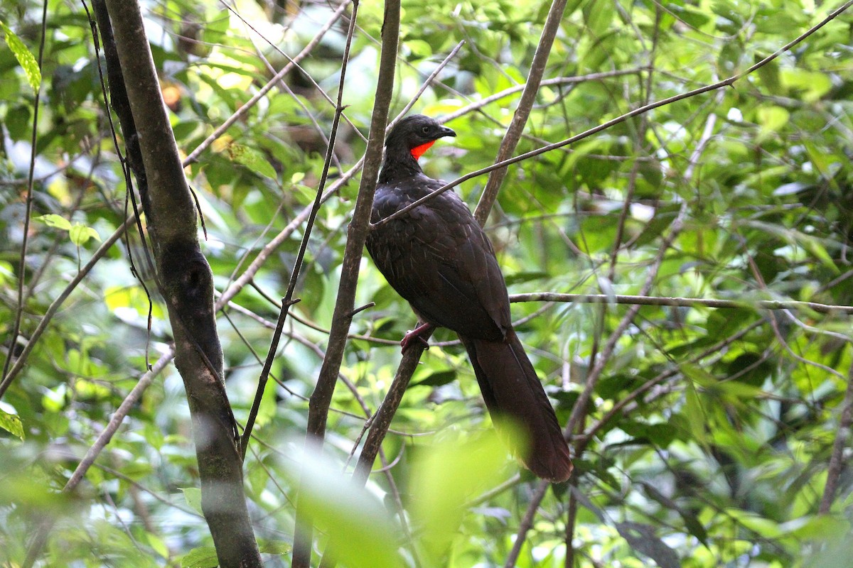Band-tailed Guan - Eduardo Soler