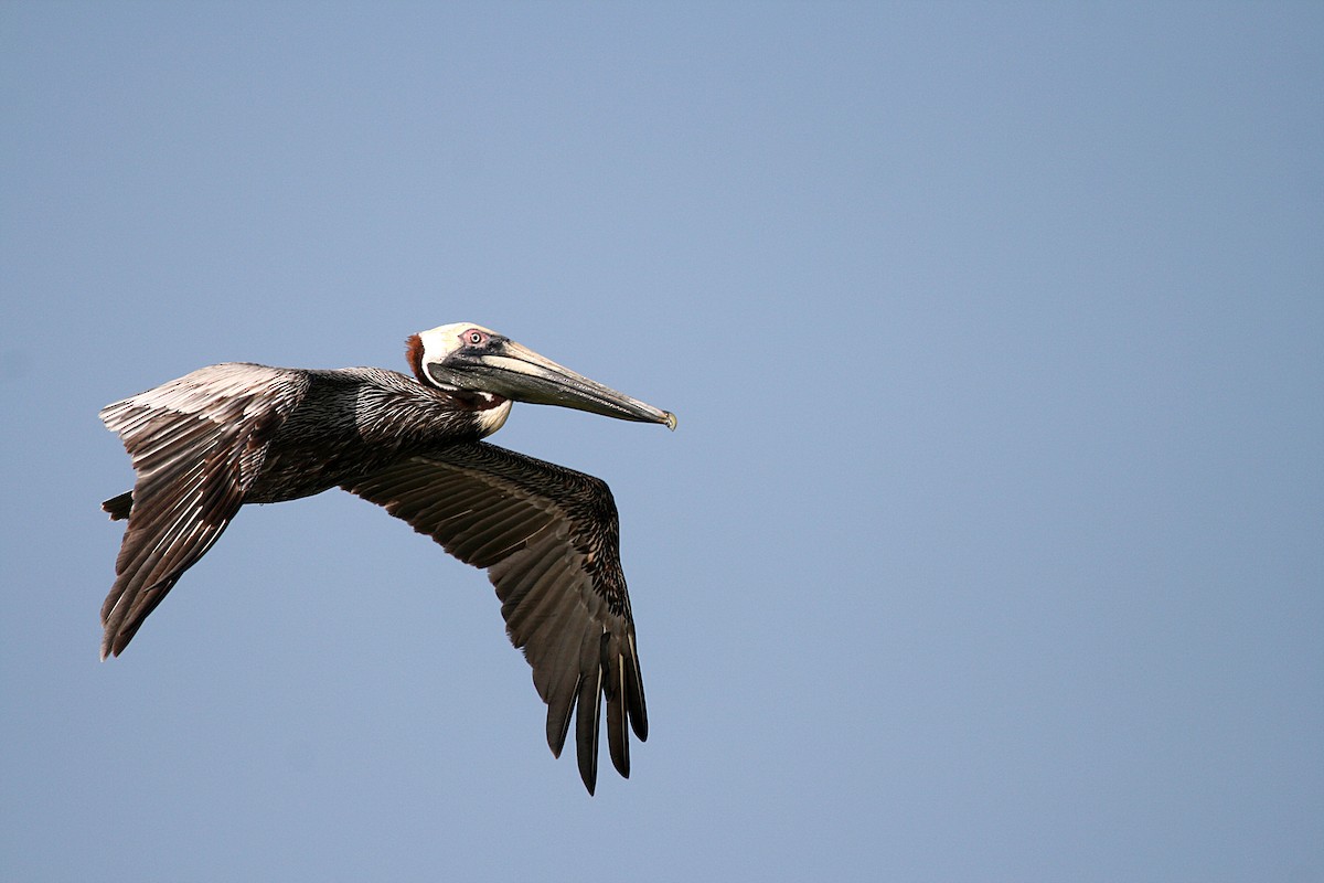 Brown Pelican (Southern) - Eduardo Soler