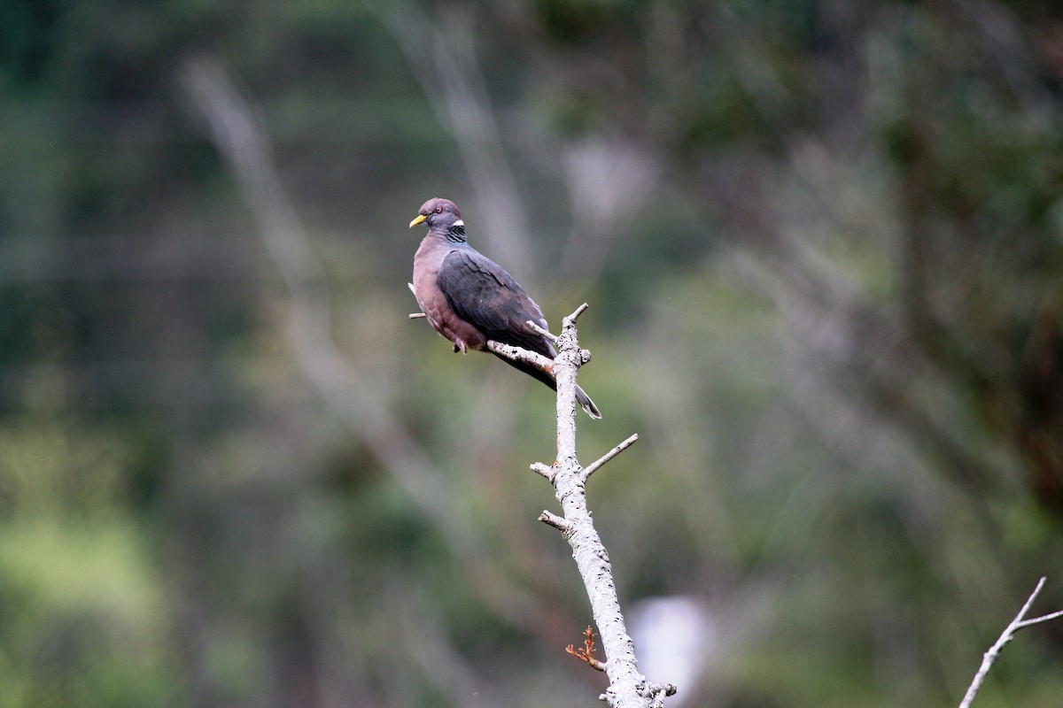 Band-tailed Pigeon (White-necked) - Eduardo Soler