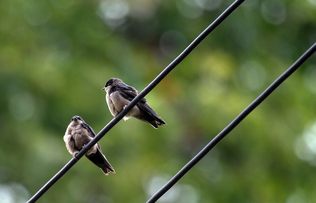 Brown-bellied Swallow - Eduardo Soler