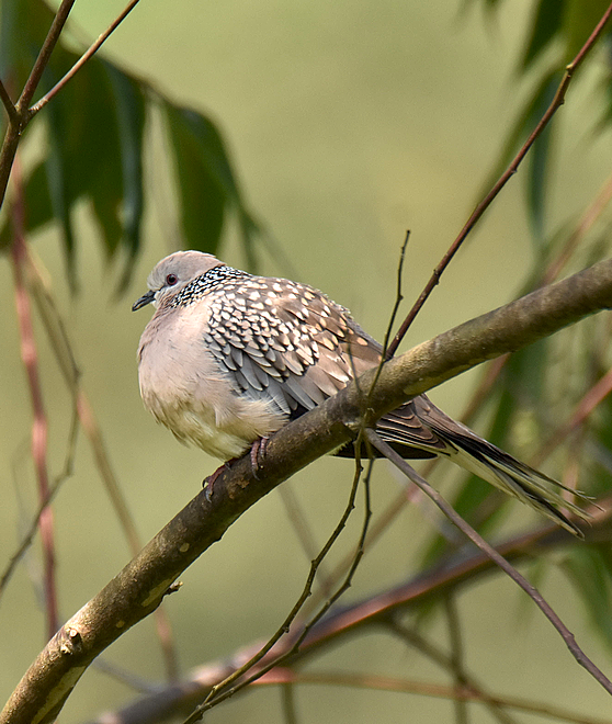 Spotted Dove - Mohan C P