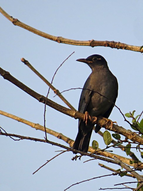 Indian Blackbird - ML71694781