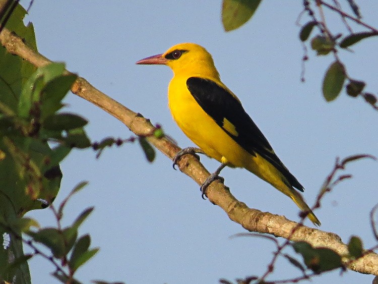 Indian Golden Oriole - ML71694801