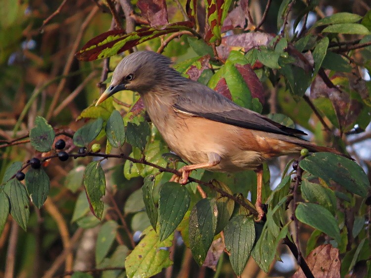 Chestnut-tailed Starling - ML71694811