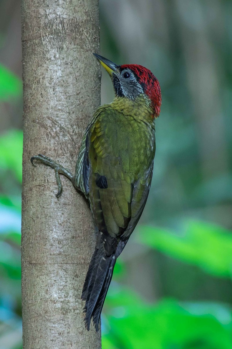 Laced Woodpecker - ML71696041