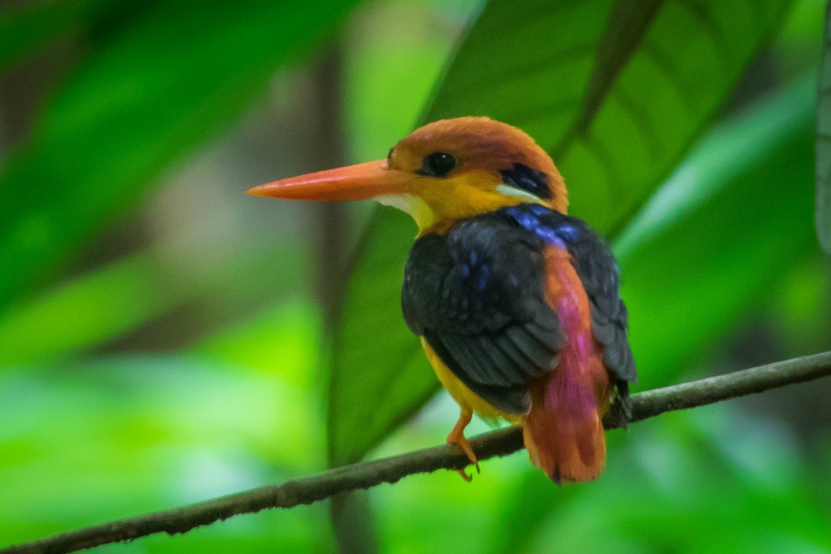 Black-backed Dwarf-Kingfisher - Saravanan Krishnamurthy