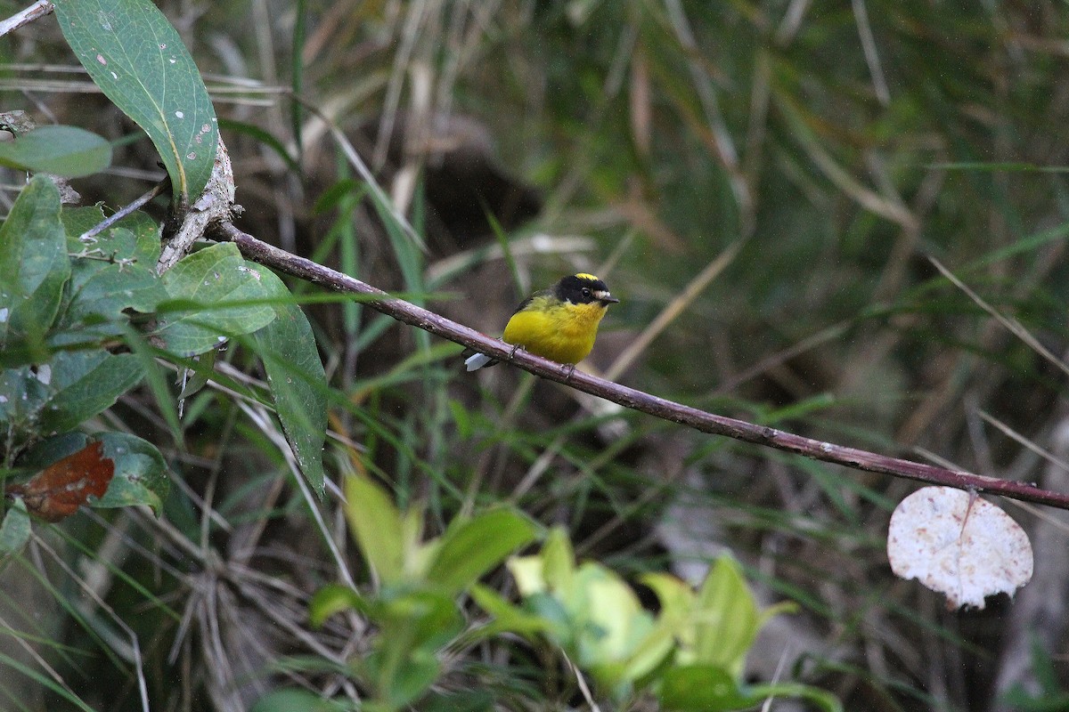 Yellow-crowned Redstart - Eduardo Soler