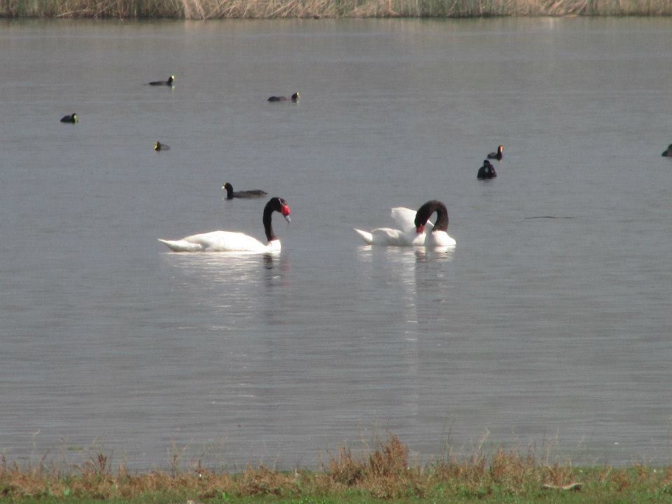 Black-necked Swan - Maria Lopez Rico