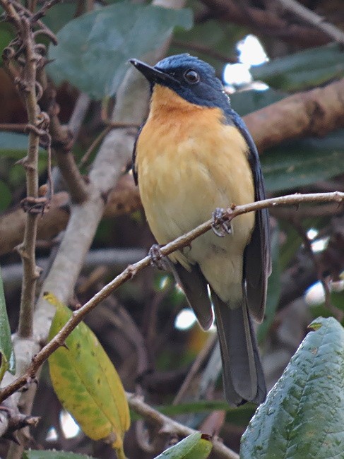 Tickell's Blue Flycatcher - Ramit Singal