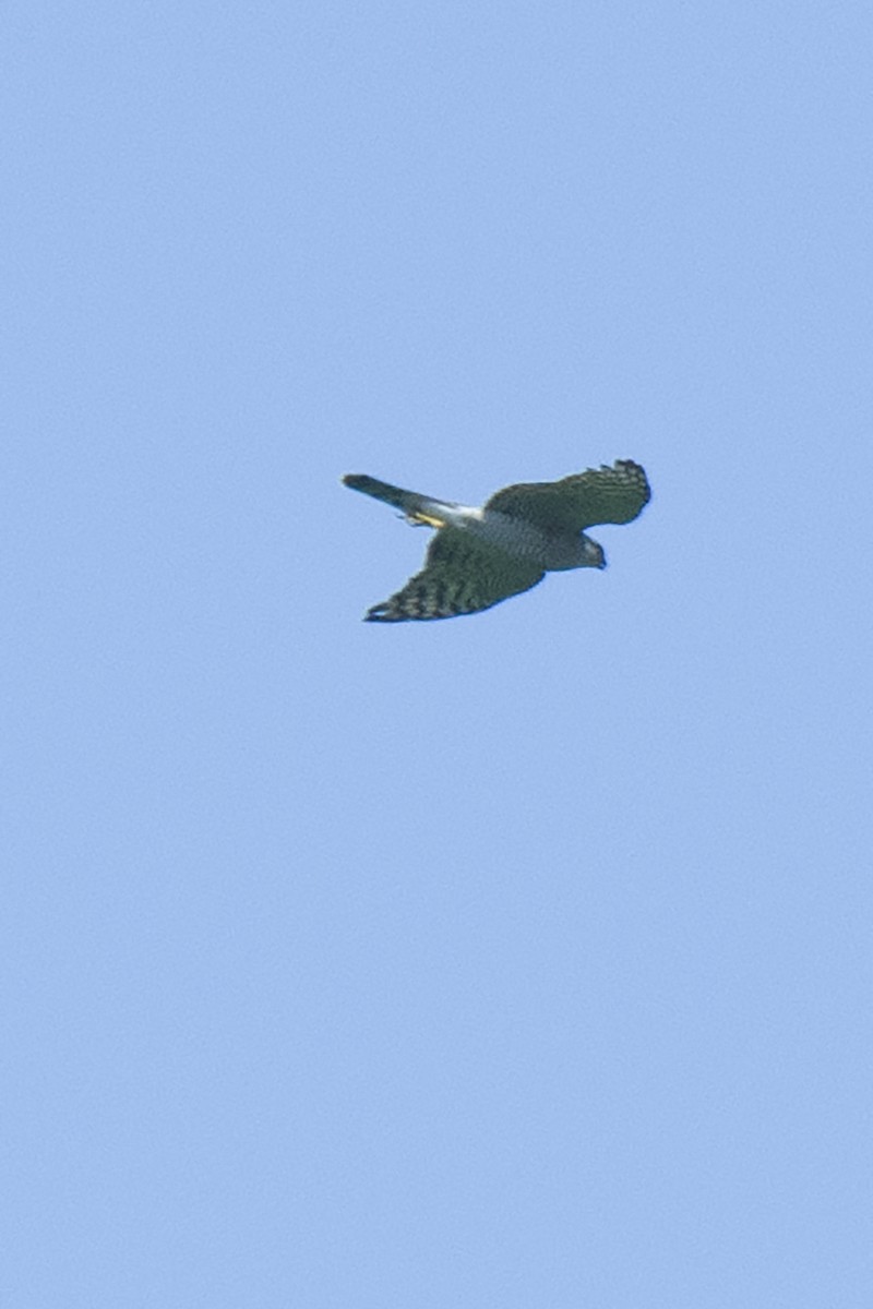 Eurasian Sparrowhawk - ML71698111