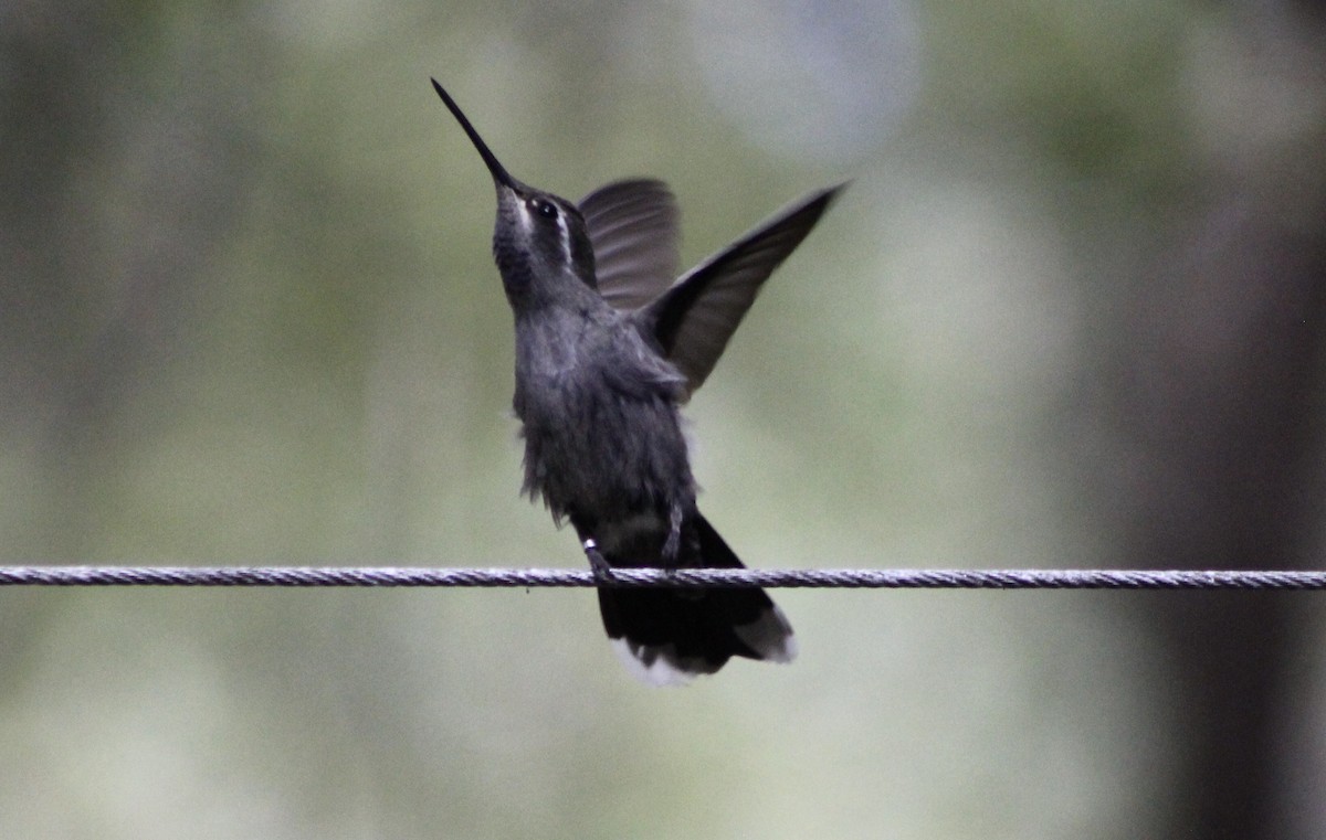 kolibřík blankytohrdlý - ML71698841