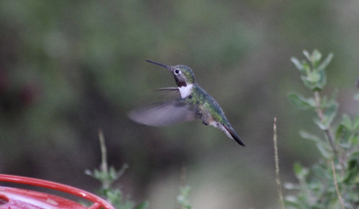 Broad-tailed Hummingbird - Roy Morris