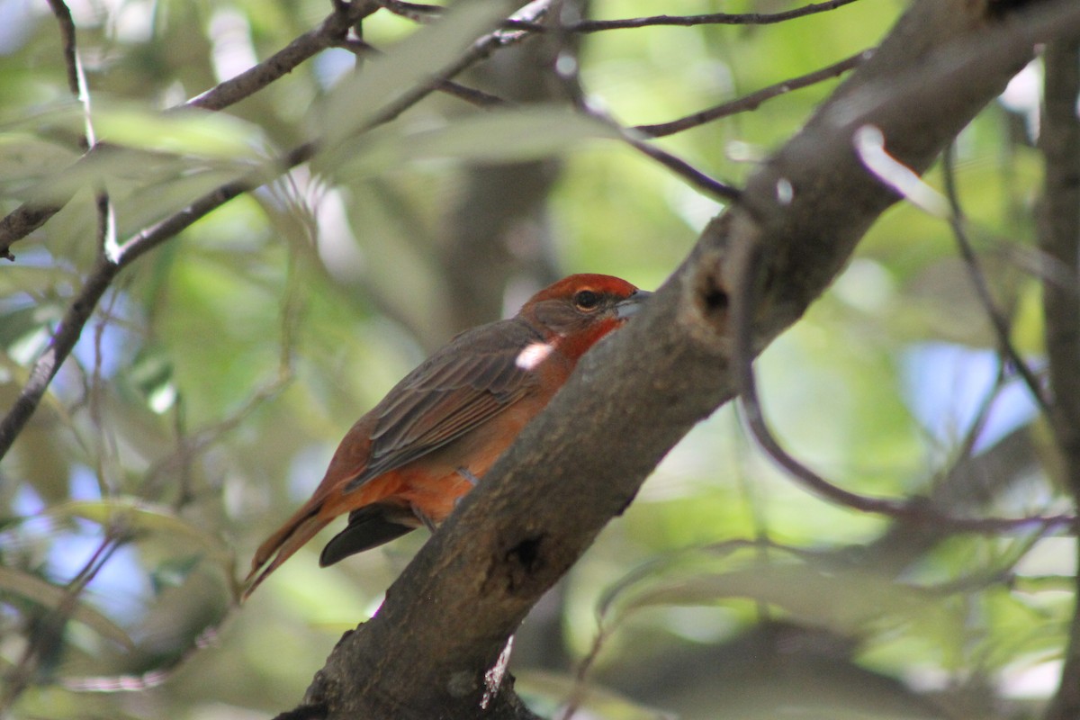 Hepatic Tanager - ML71699021