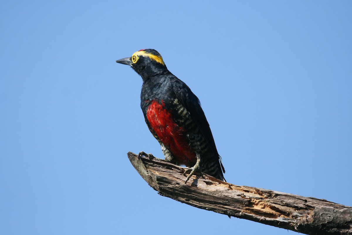 Yellow-tufted Woodpecker - ML716993