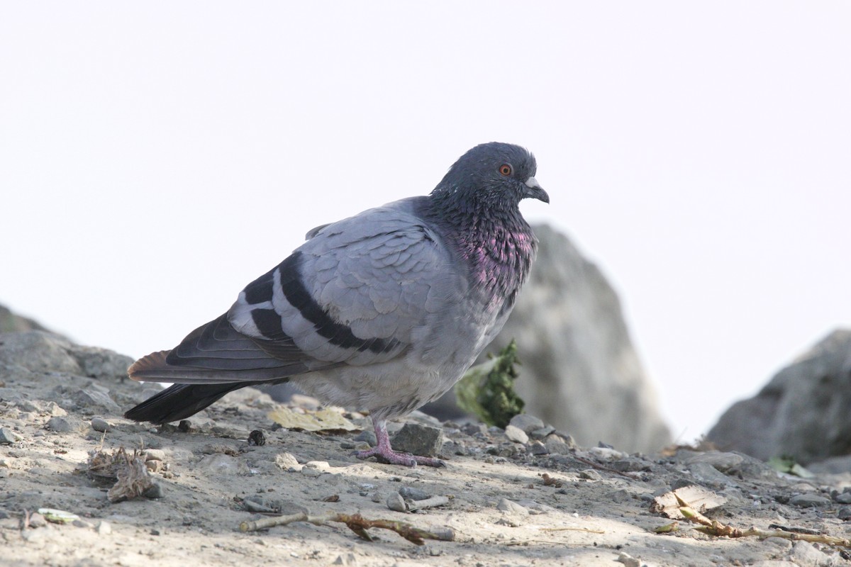 Rock Pigeon (Feral Pigeon) - Dave Bengston