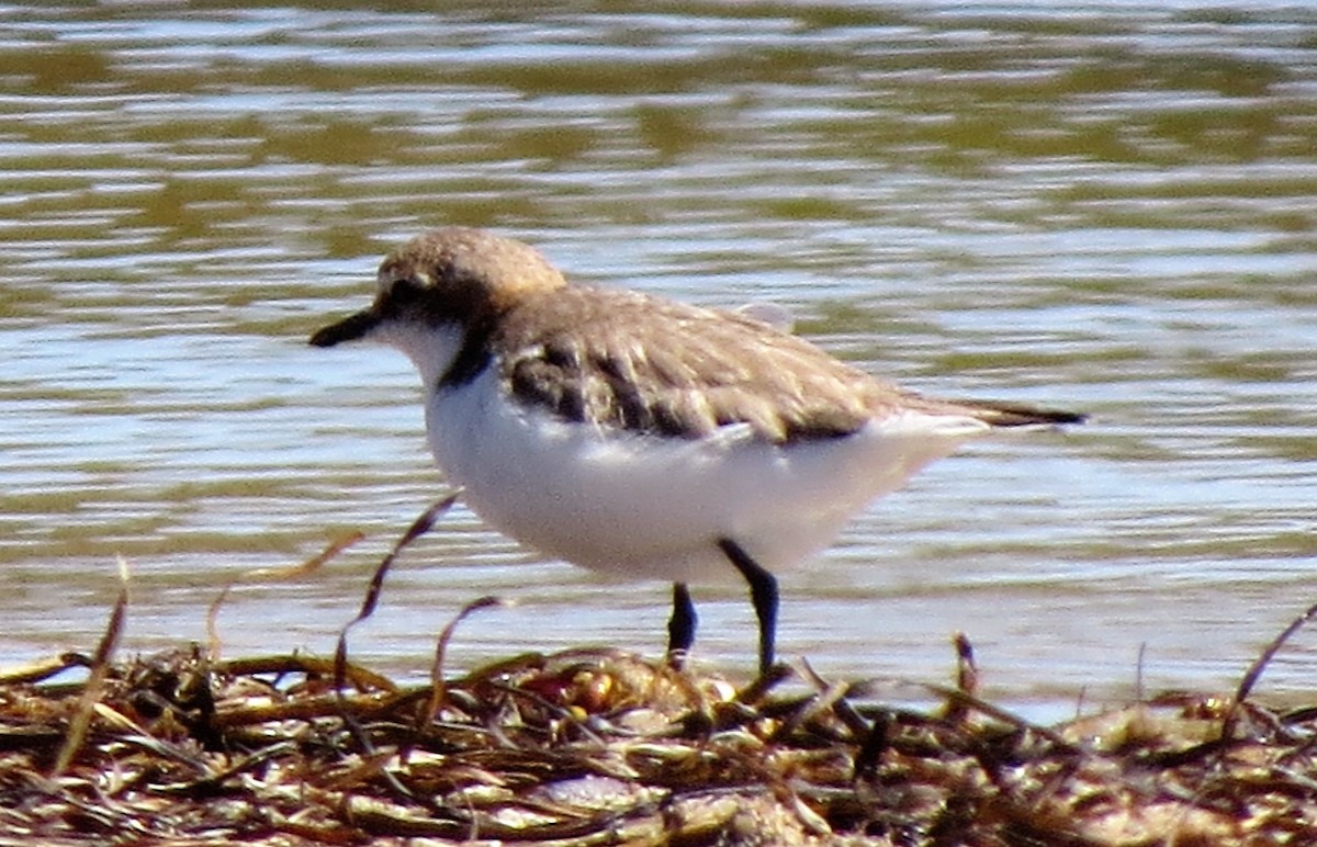 Red-capped Plover - ML71699911