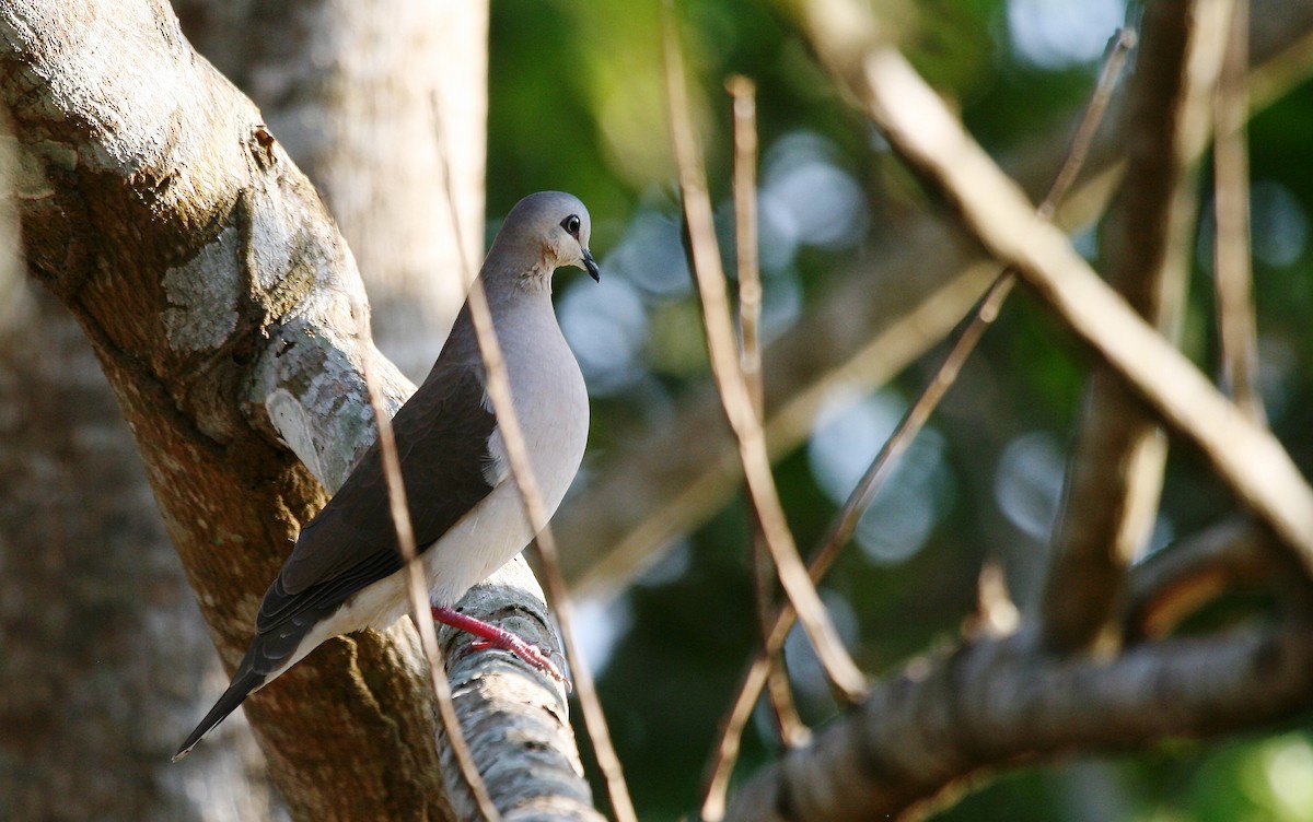 Gray-fronted Dove - ML717009