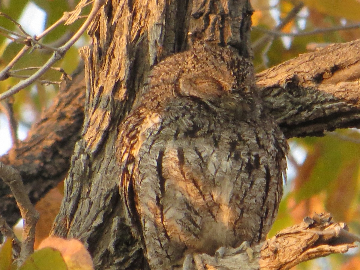 African Scops-Owl - James Reveley