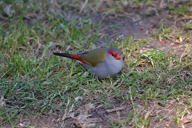Red-browed Firetail - ML71702091