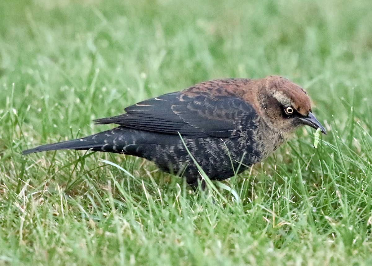 Rusty Blackbird - Sparrow Claw