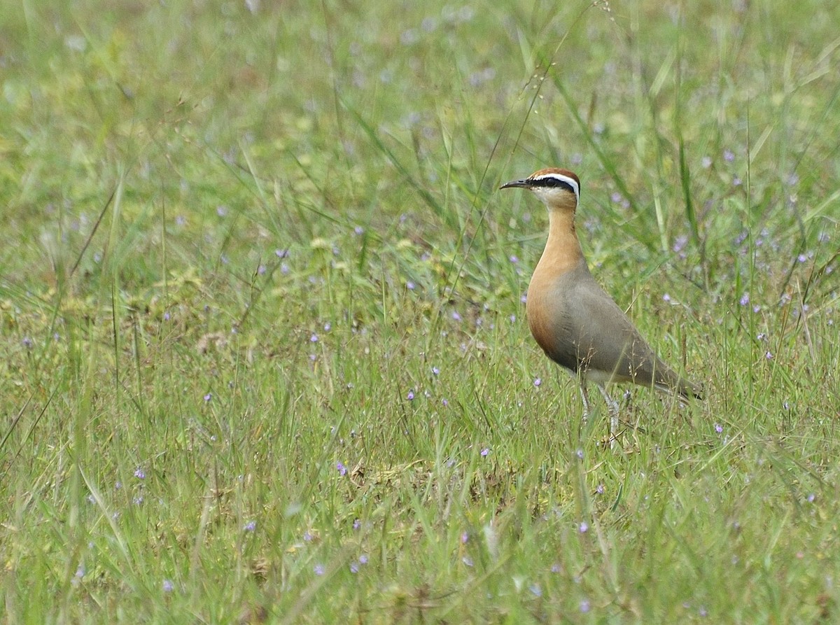 Indian Courser - ML71702861
