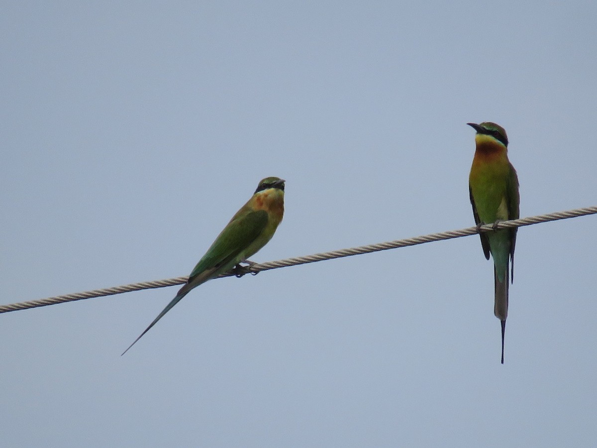 Blue-tailed Bee-eater - Vijaykumar Krishnamurthy