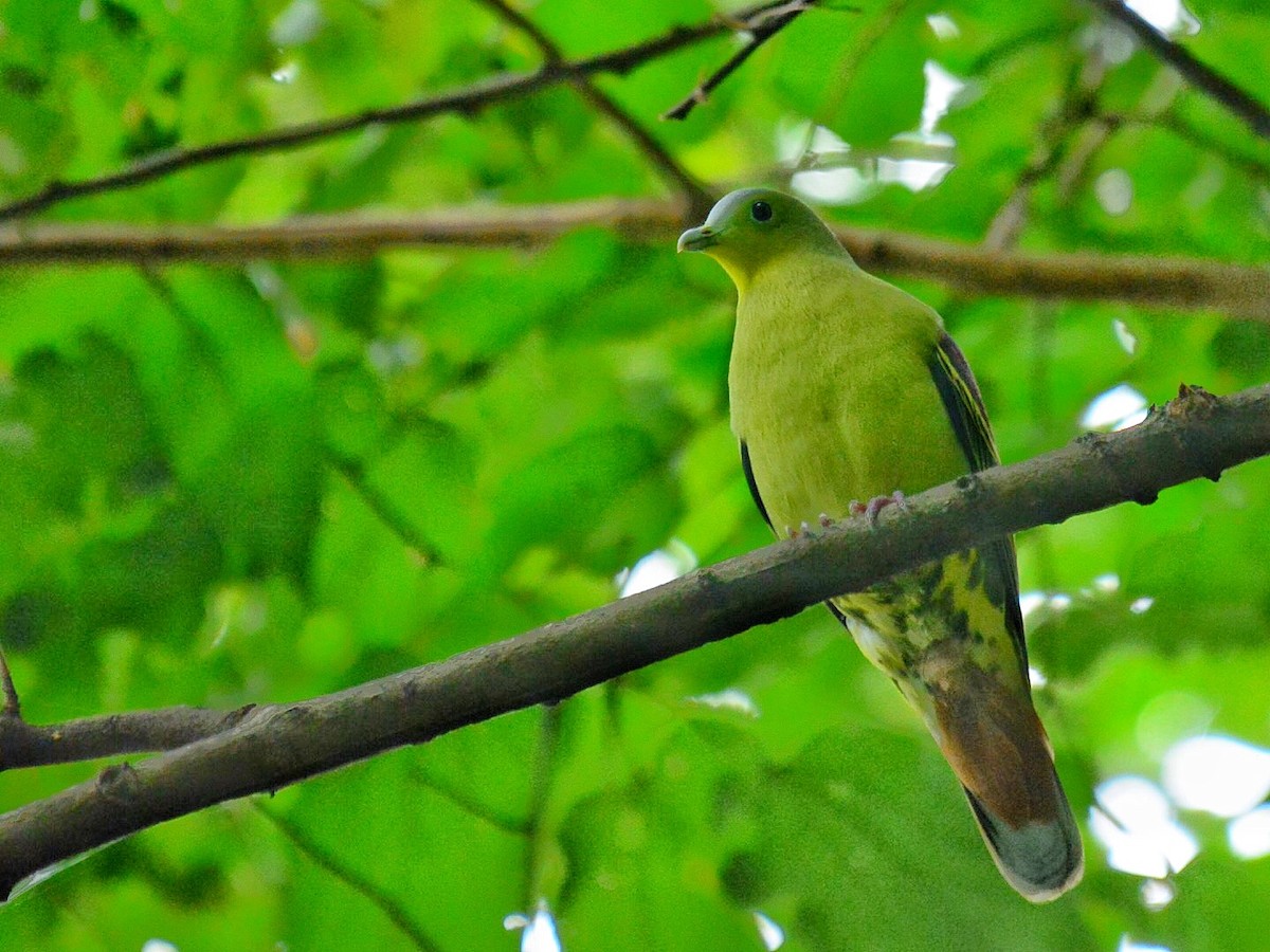 Gray-fronted Green-Pigeon - ML71704531