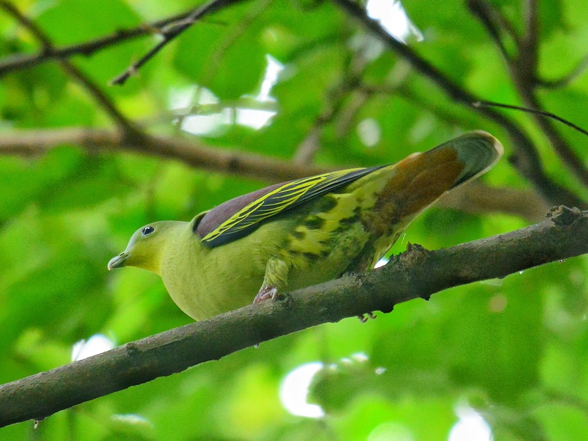 Gray-fronted Green-Pigeon - ML71704541