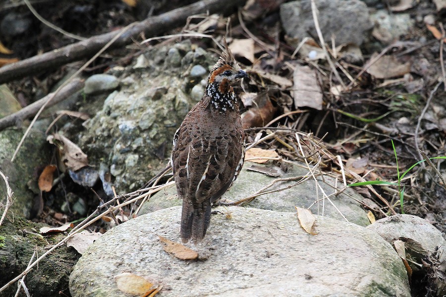 カンムリコリン Cristatus グループ Ebird